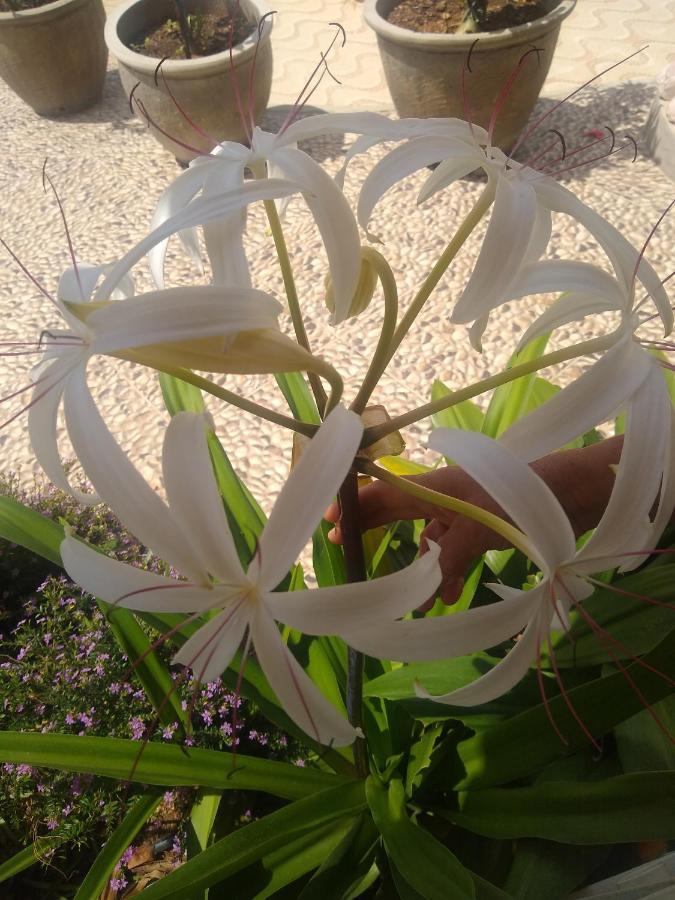 Flor De Mandacaru Pousada Boqueirao  Esterno foto