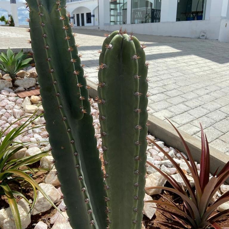Flor De Mandacaru Pousada Boqueirao  Esterno foto